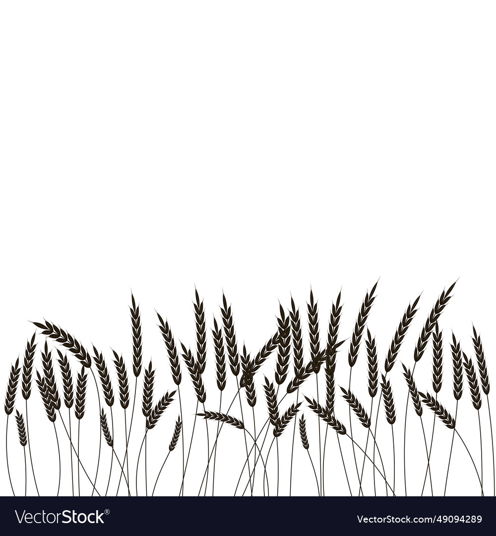 Horizontal seamless border of wheat in sketch Vector Image