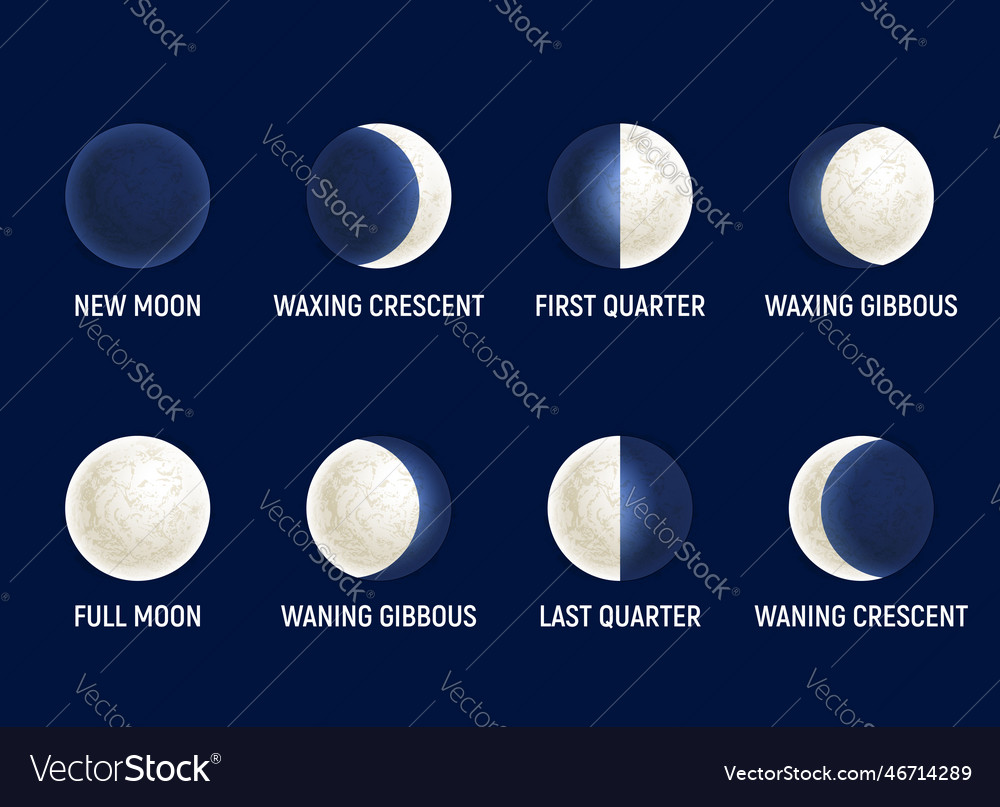 Moon phases celestial space planet Royalty Free Vector Image