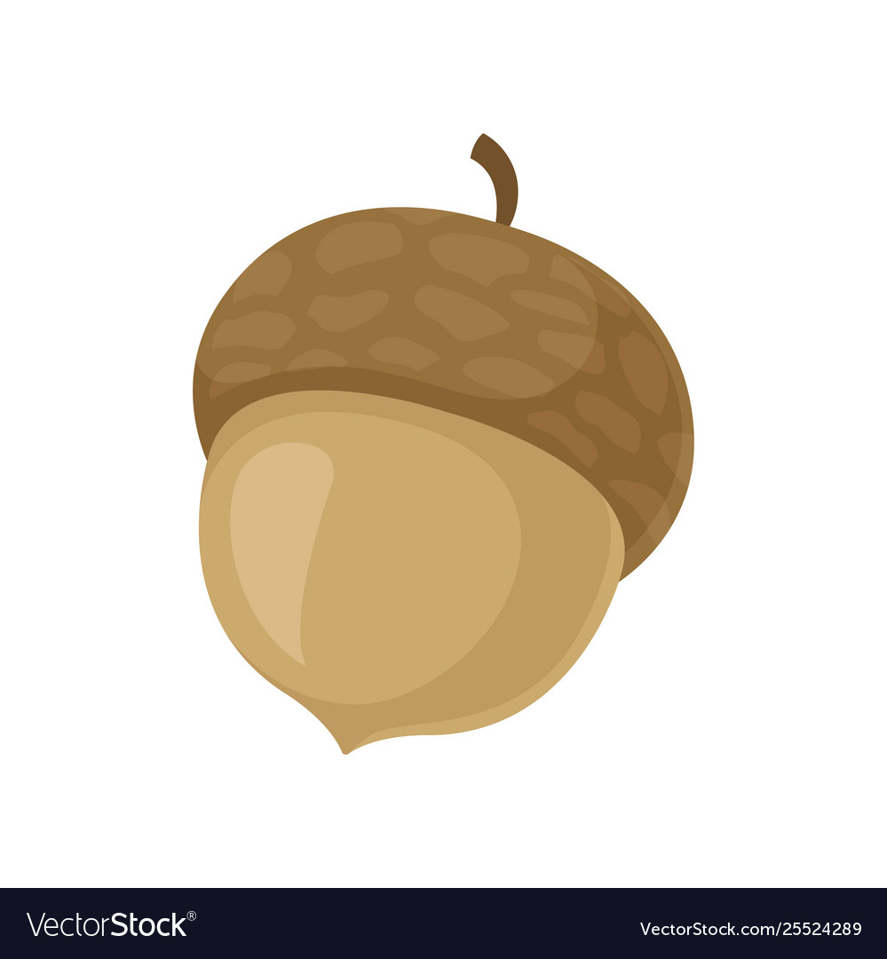 Thick acorn on white