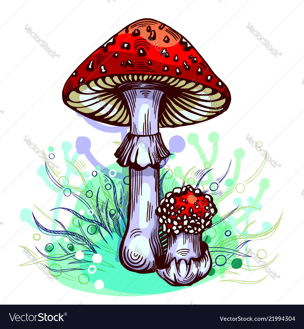 Fly agaric mushroom Royalty Free Vector Image - VectorStock