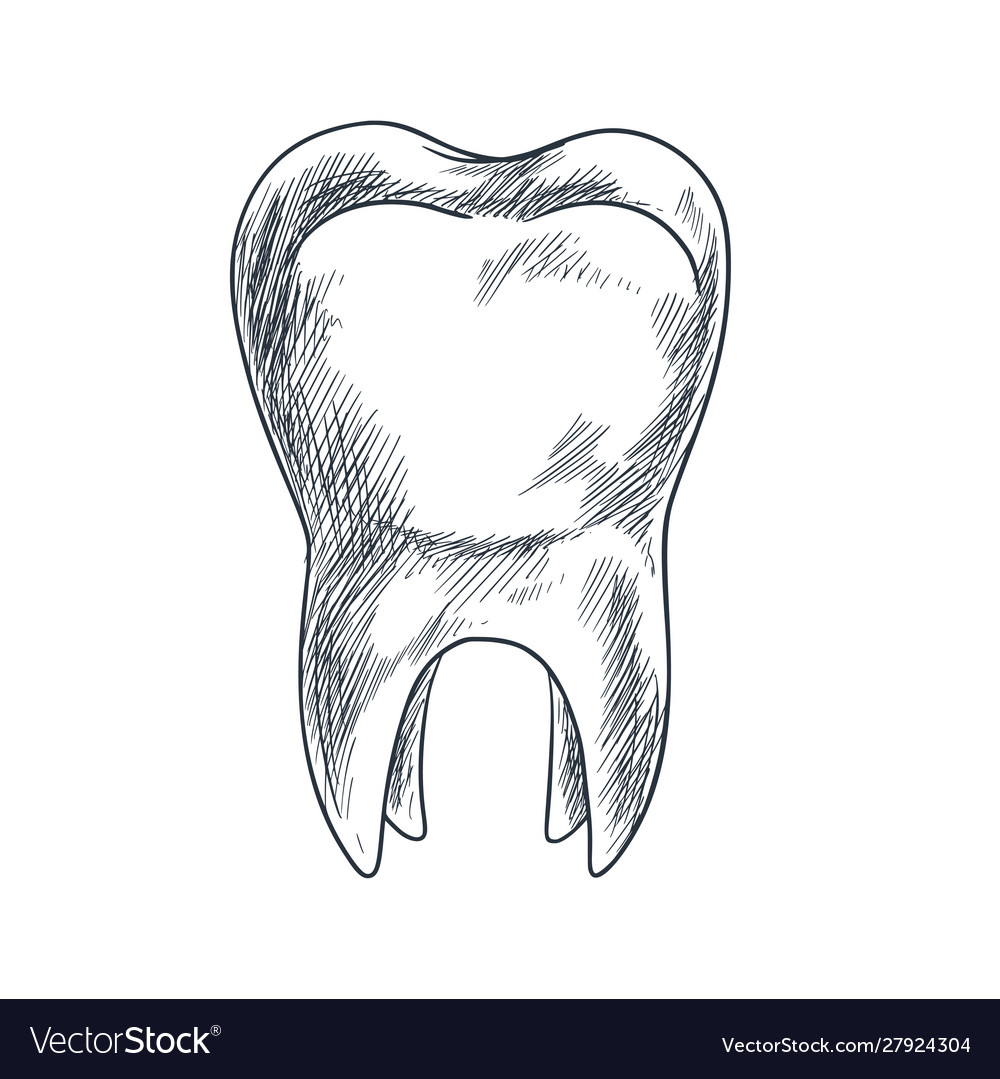 Hand Drawn Tooth With Roots Sketchy Style Vector Image