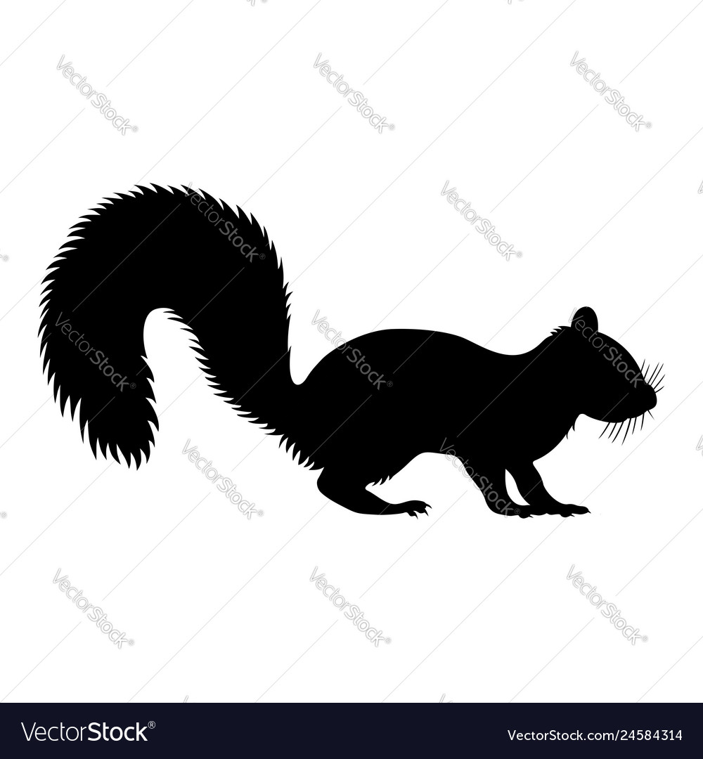 Squirrel Royalty Free Vector Image - VectorStock