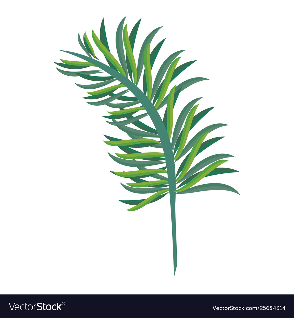 Tropical leaves nature cartoon isolated