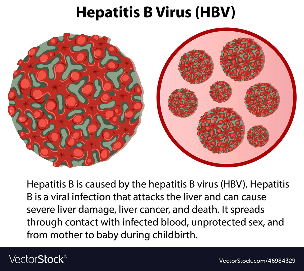 Hepatitis B Virus Hbv With Explanation Royalty Free Vector