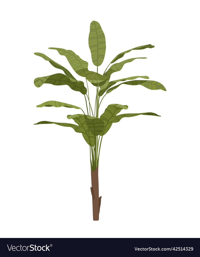 Tropical plant icon