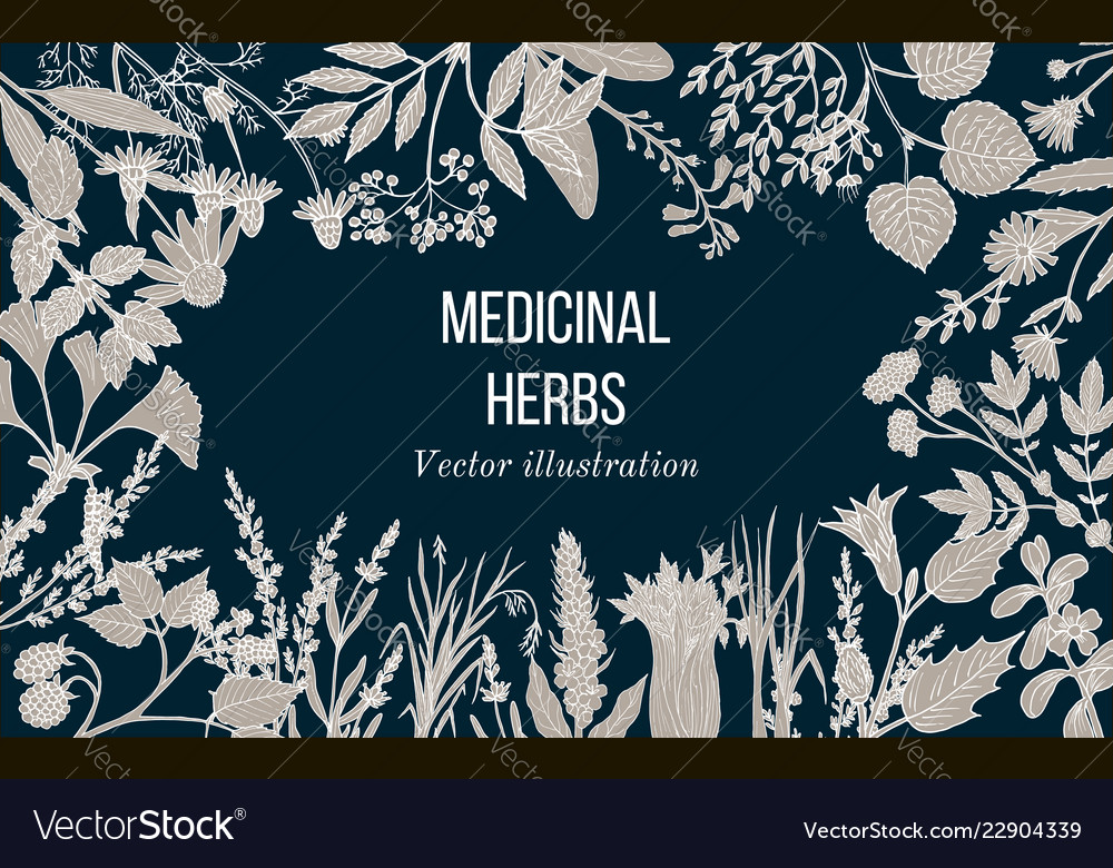 Vintage collection of hand drawn medicinal herbs