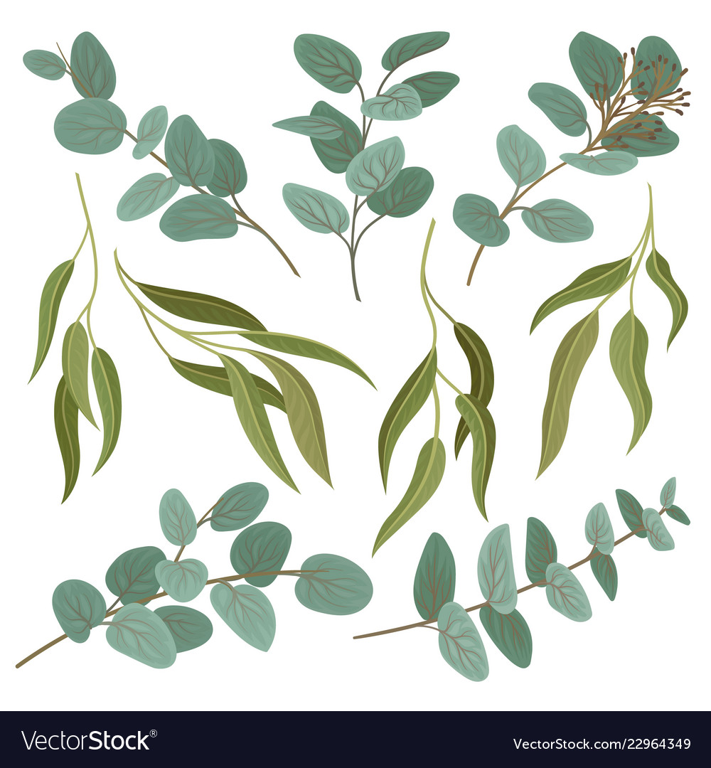 Collection of twigs with fresh green leaves Vector Image