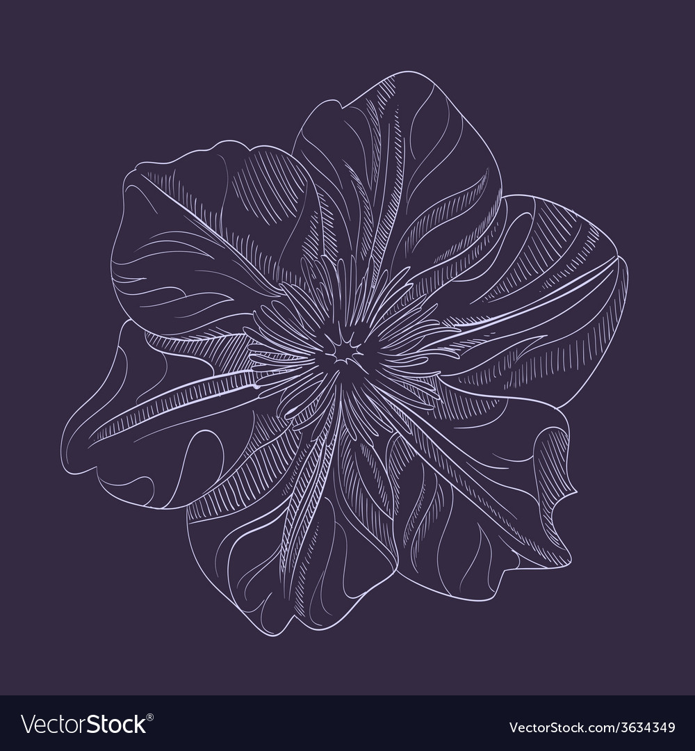 Hand-drawing flower Royalty Free Vector Image - VectorStock