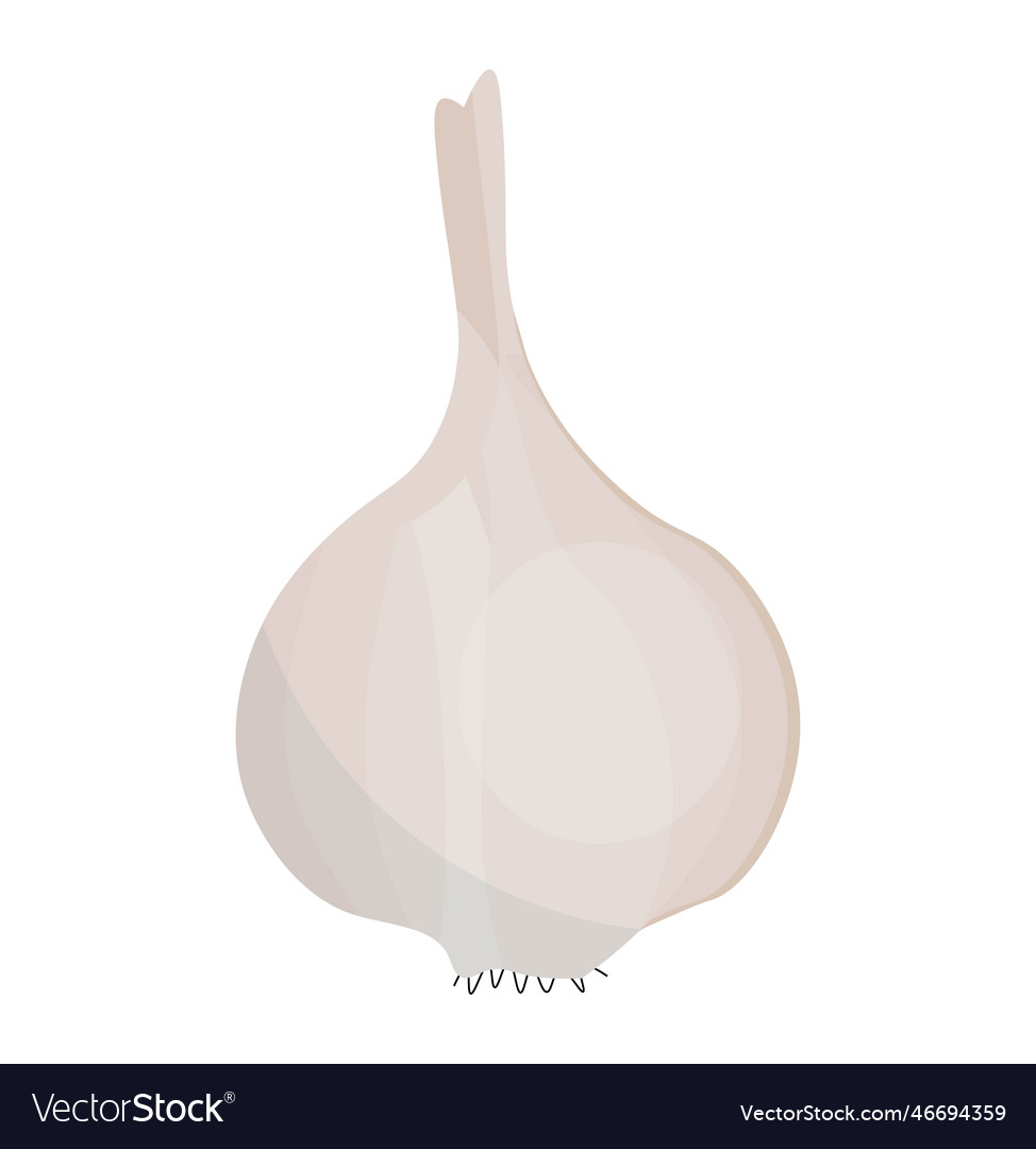 Garlic for colds bulb isolated