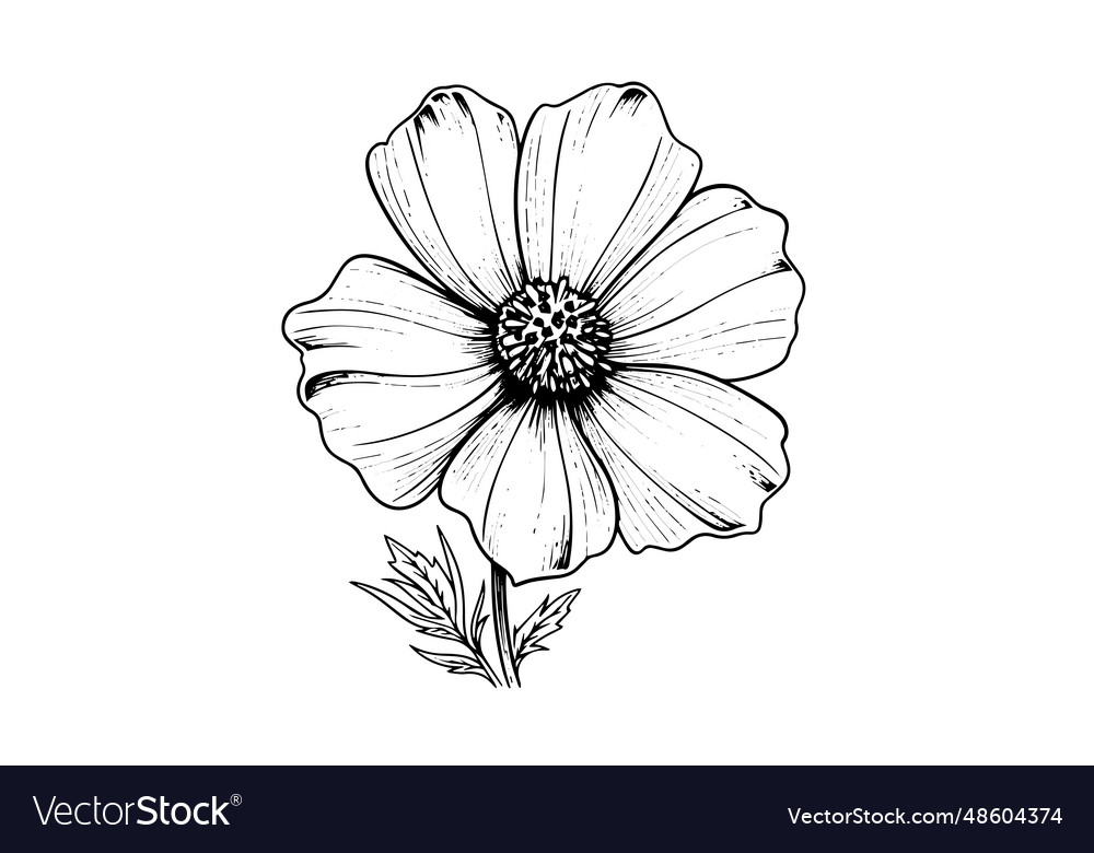 Isolated cosmea element black