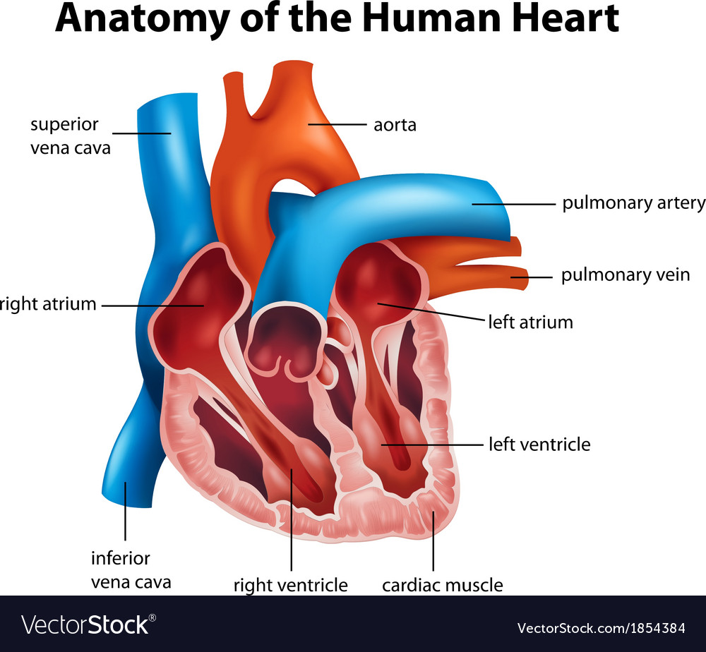 Human heart anatomy Royalty Free Vector Image - VectorStock