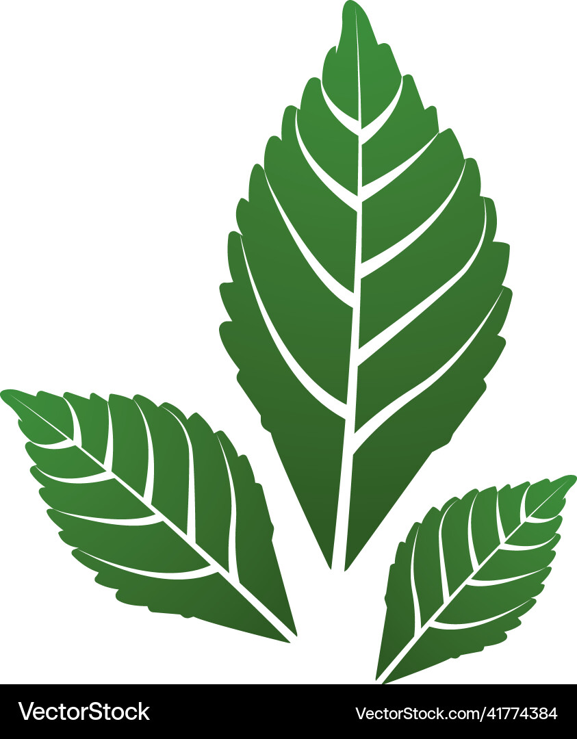 Mint leaf Royalty Free Vector Image - VectorStock
