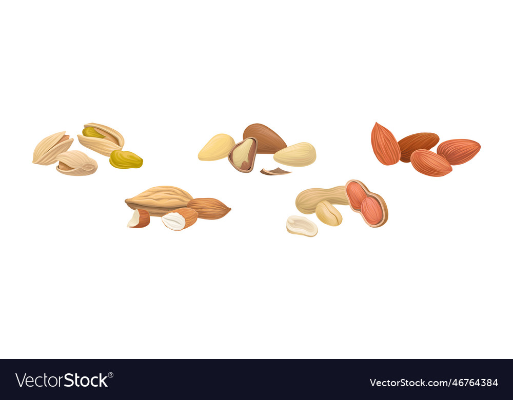 Nuts as dry edible seeds with high fat content Vector Image