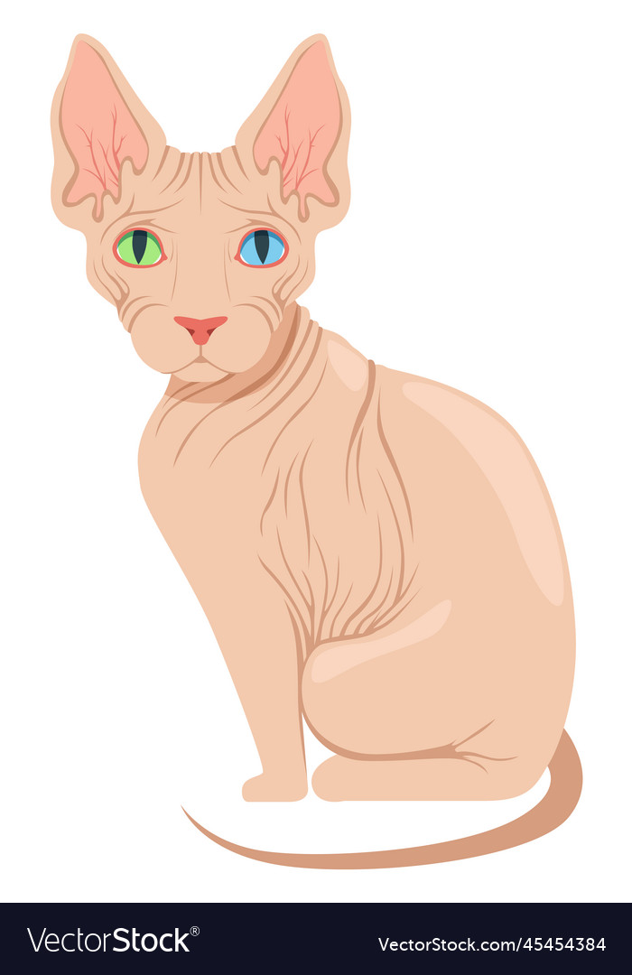 Sphynx cat breed cartoon pet domestic animal