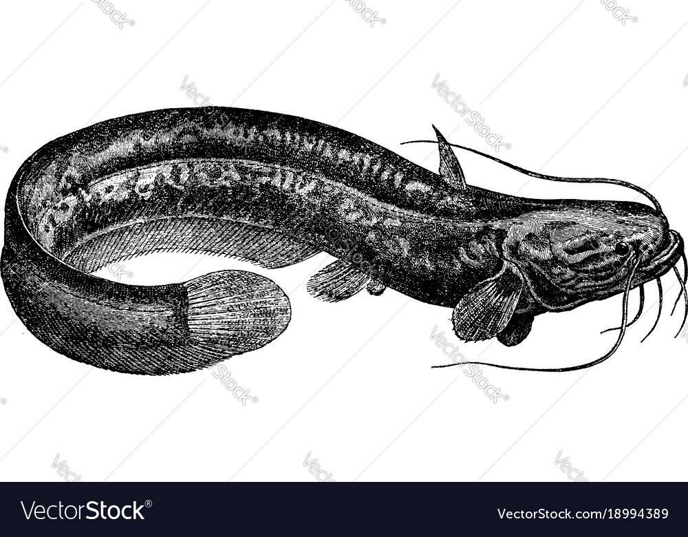 Sheatfish vintage Royalty Free Vector Image - VectorStock