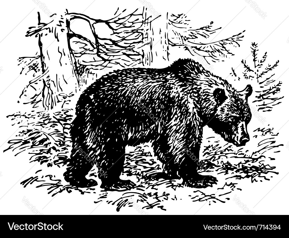 Brown bear Royalty Free Vector Image - VectorStock