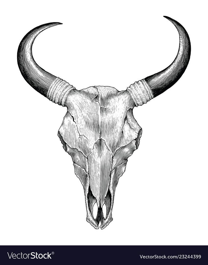 cow skull head drawing