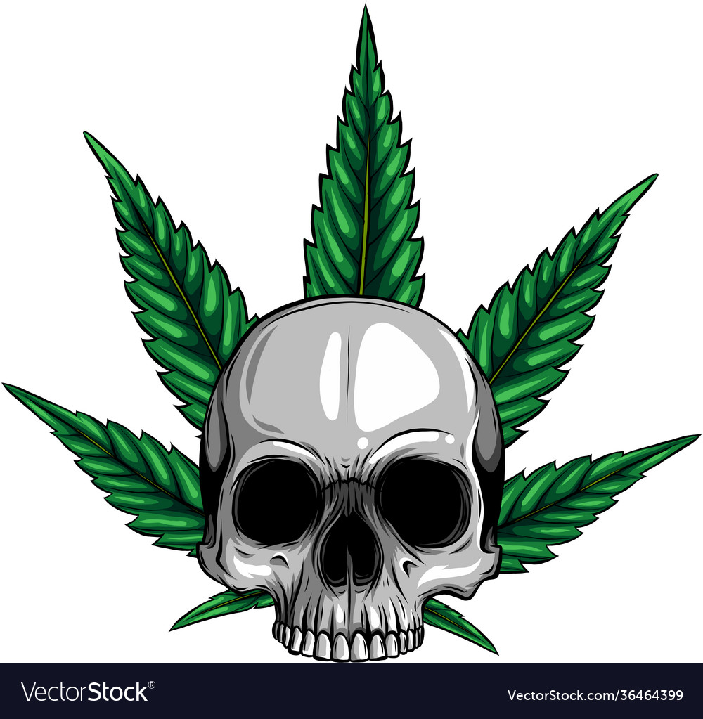 Skull with leaves marijuana head Royalty Free Vector Image