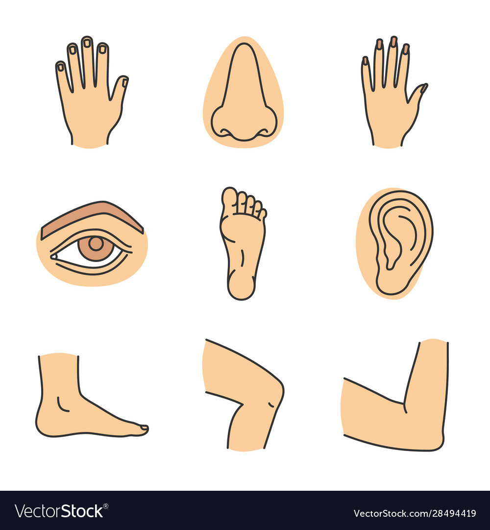 parts of the body pictures