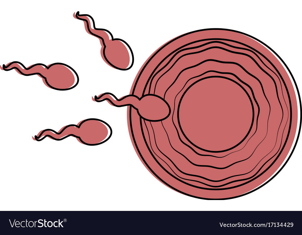 Fertilization of the ovum Royalty Free Vector Image