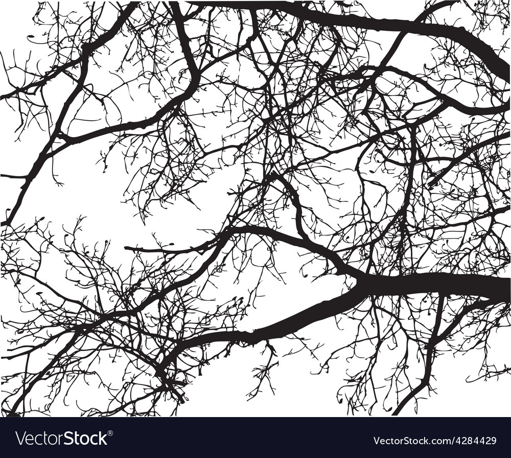 Tree branch Royalty Free Vector Image - VectorStock