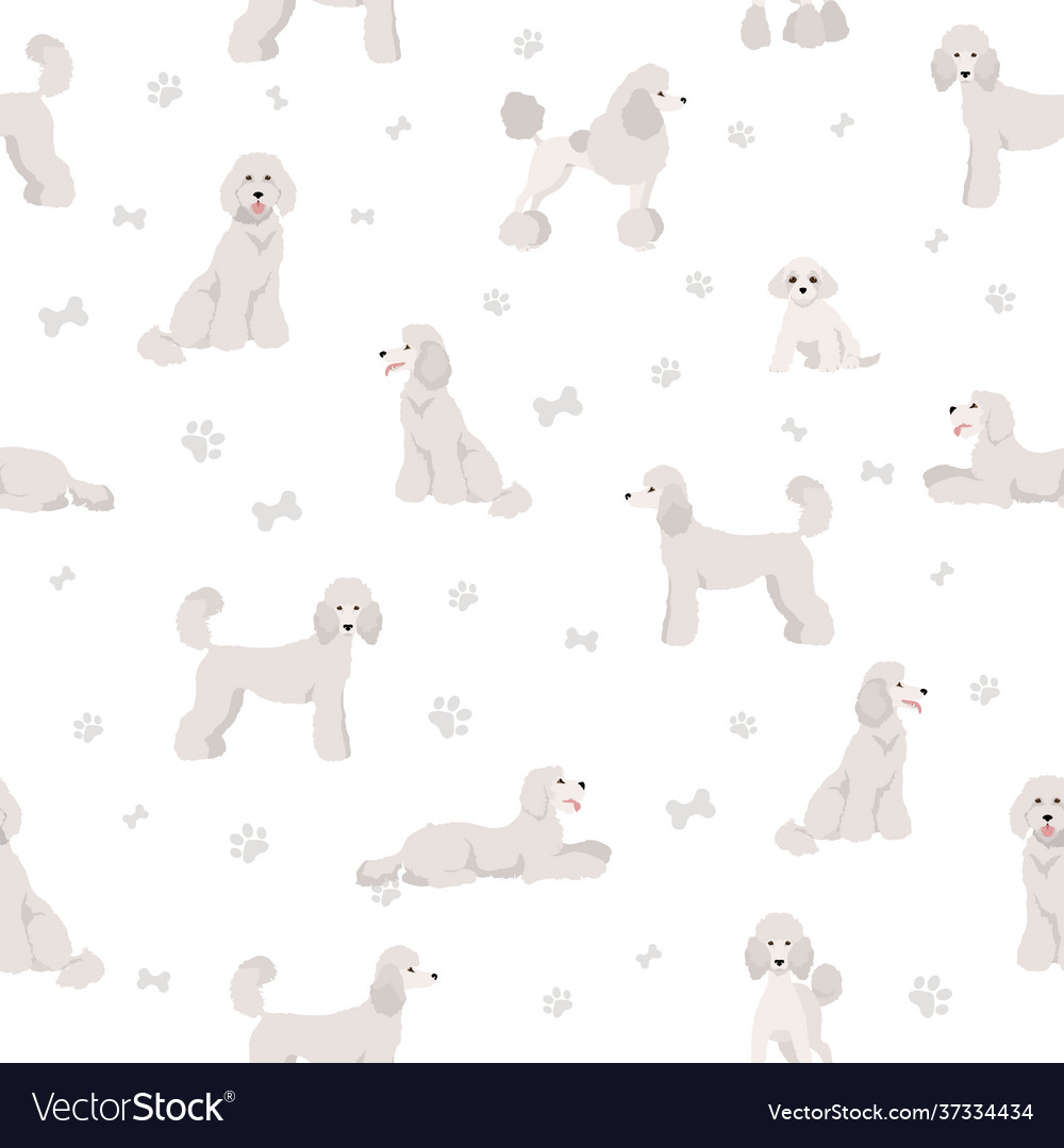 Standard poodle seamless pattern different poses