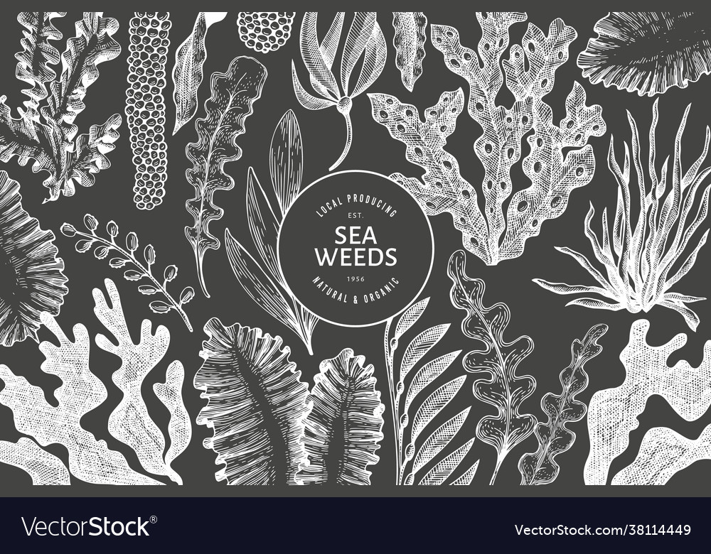 Seaweed design template hand drawn seaweeds Vector Image