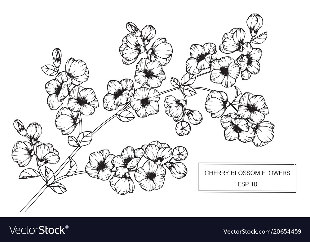 Cherry Blossom Flower Drawing Royalty Free Vector Image