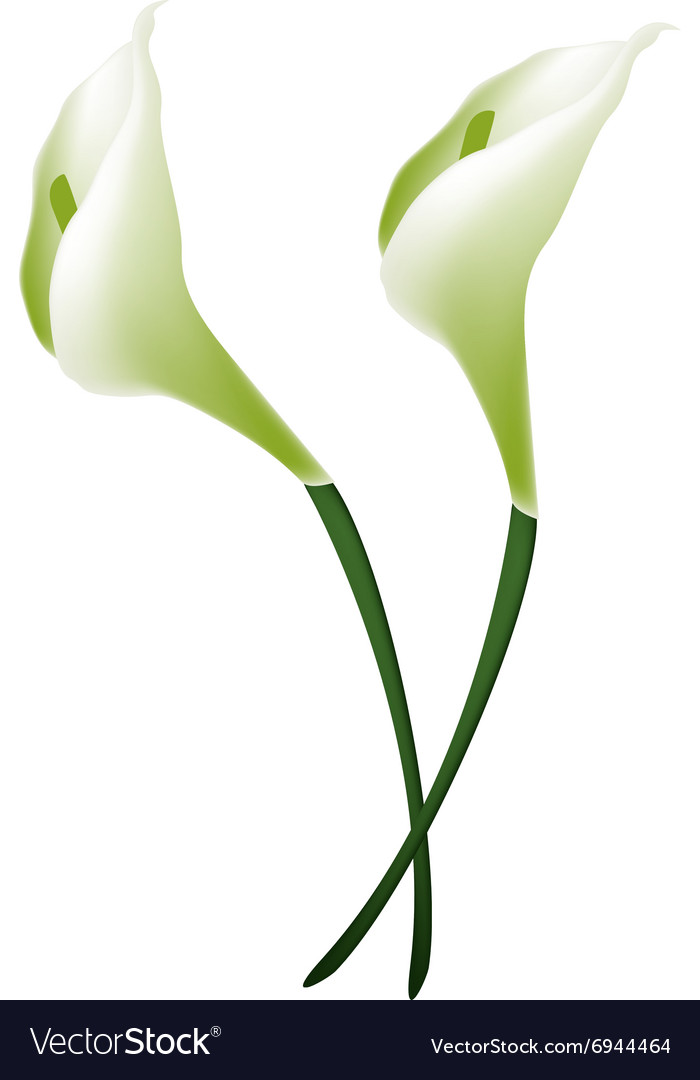 White Calla Lily Flowers or White Arum Lily Blosso