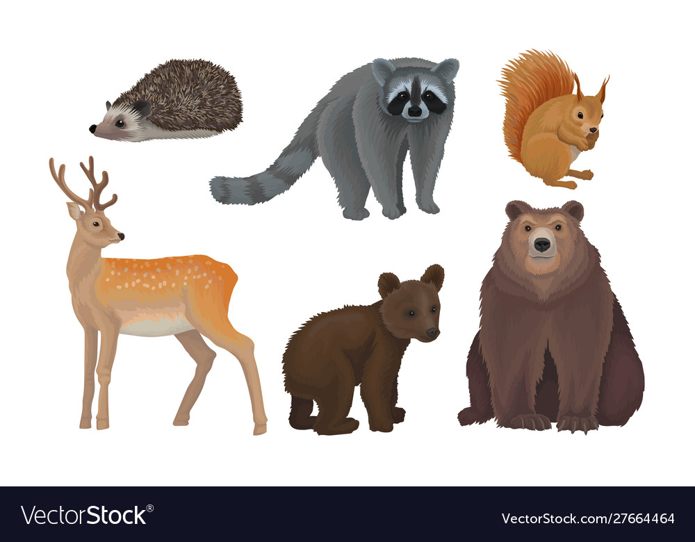 Wild forest habitants drawn in realistic manner