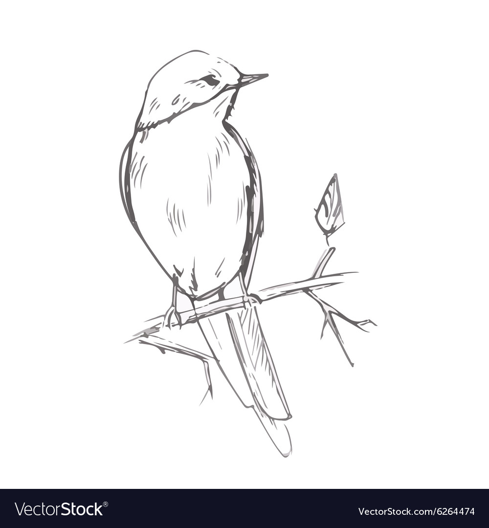 Bird pencil grey sketch Royalty Free Vector Image