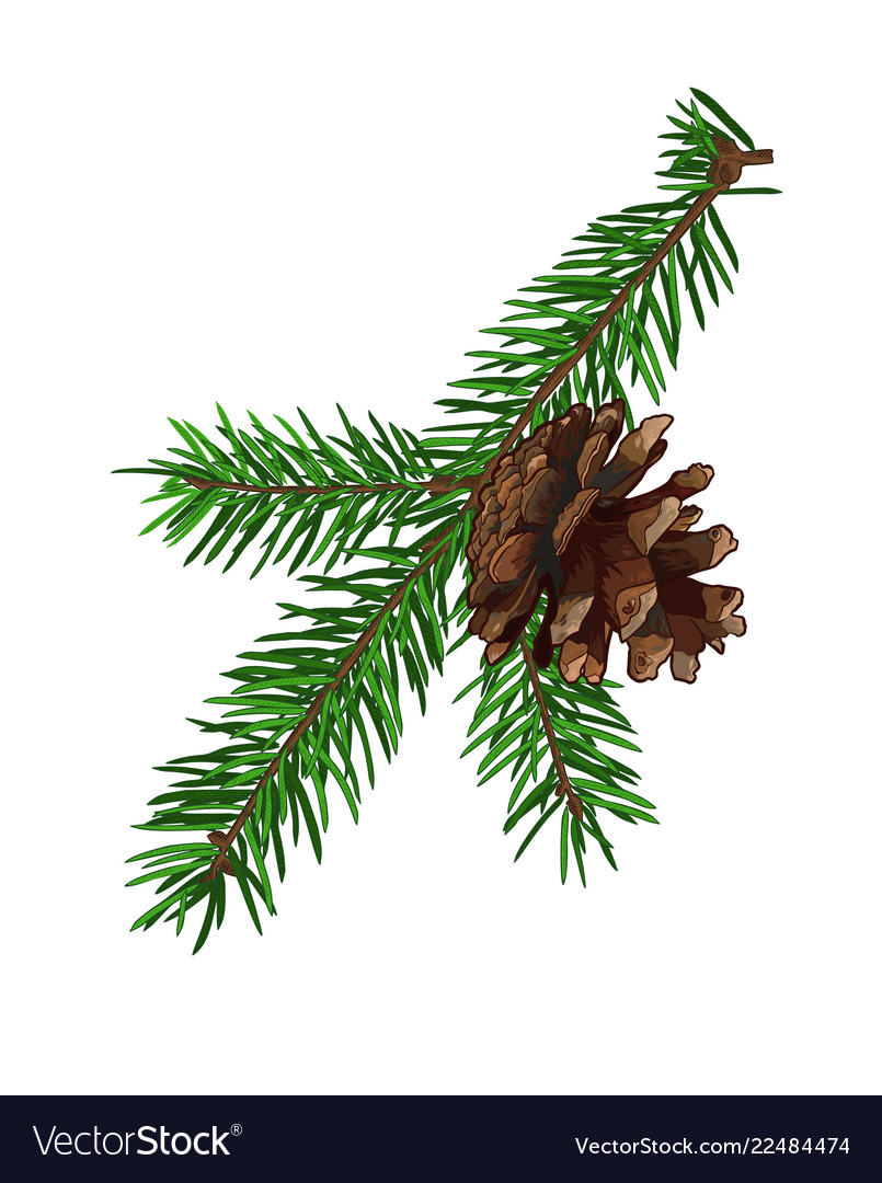 Fir tree branch with cone isolated on white