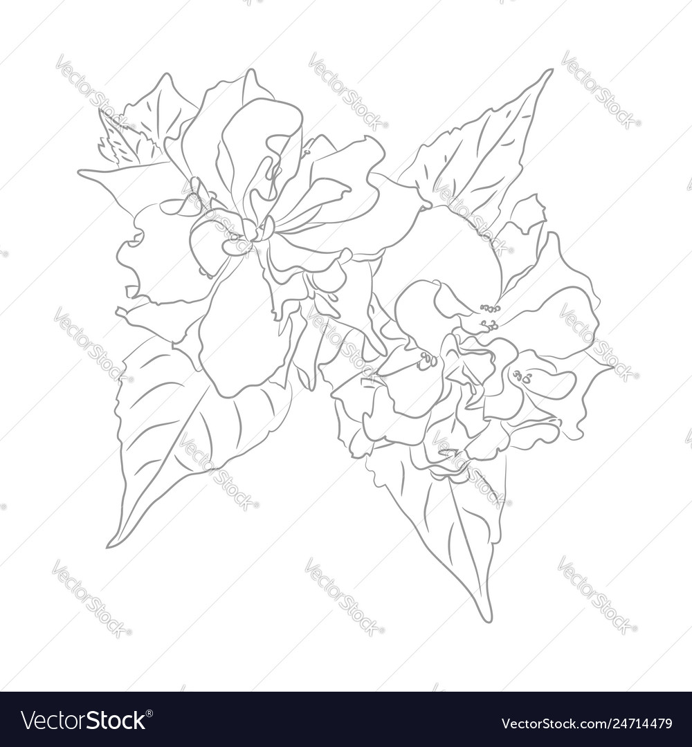 Contour of argentinian flower