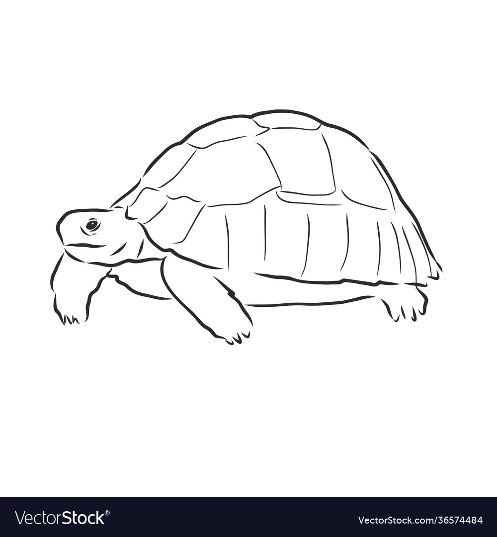 Graphical tortoise isolated on white background Vector Image