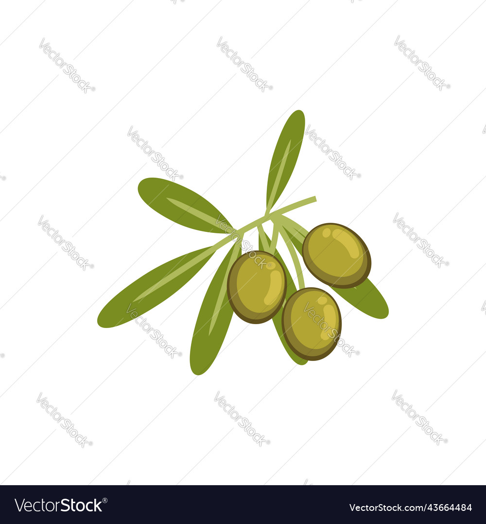 Olives ingredients olive oil isolated ripe fruits Vector Image