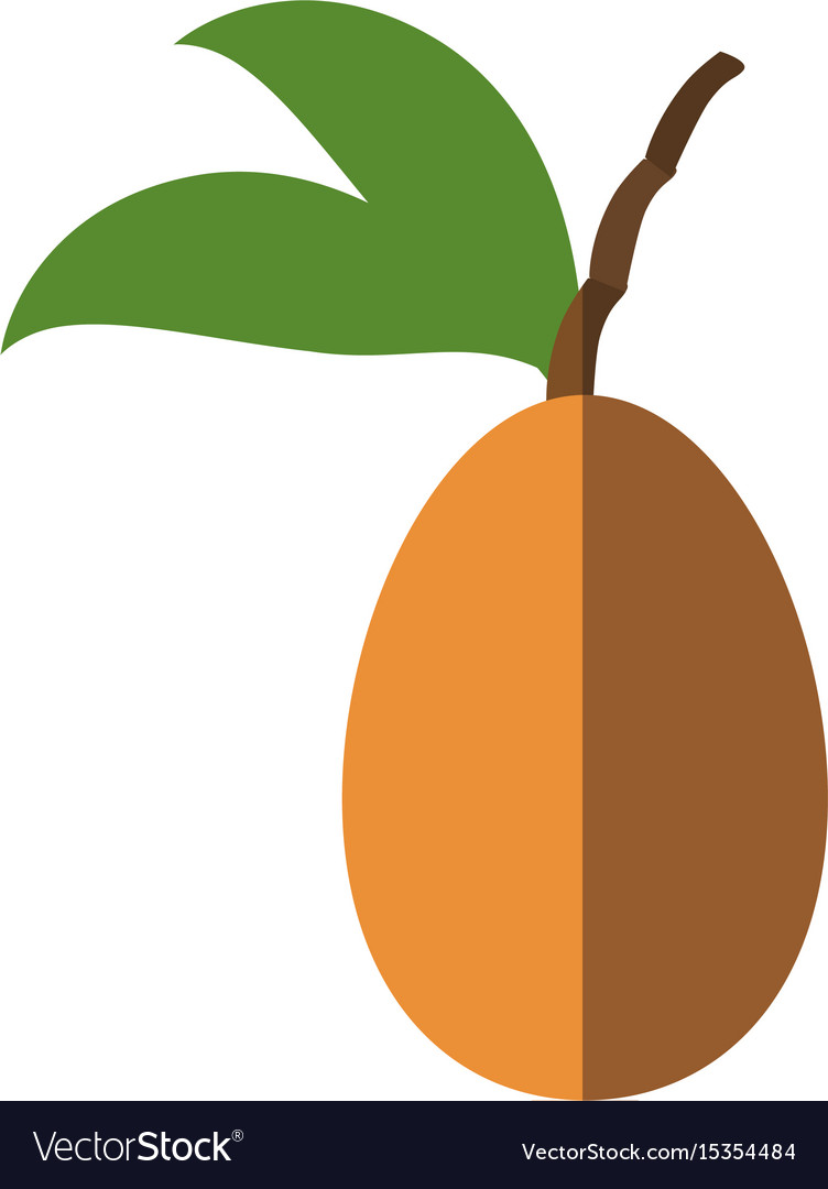 Tree Tomato Fruit Royalty Free Vector Image Vectorstock