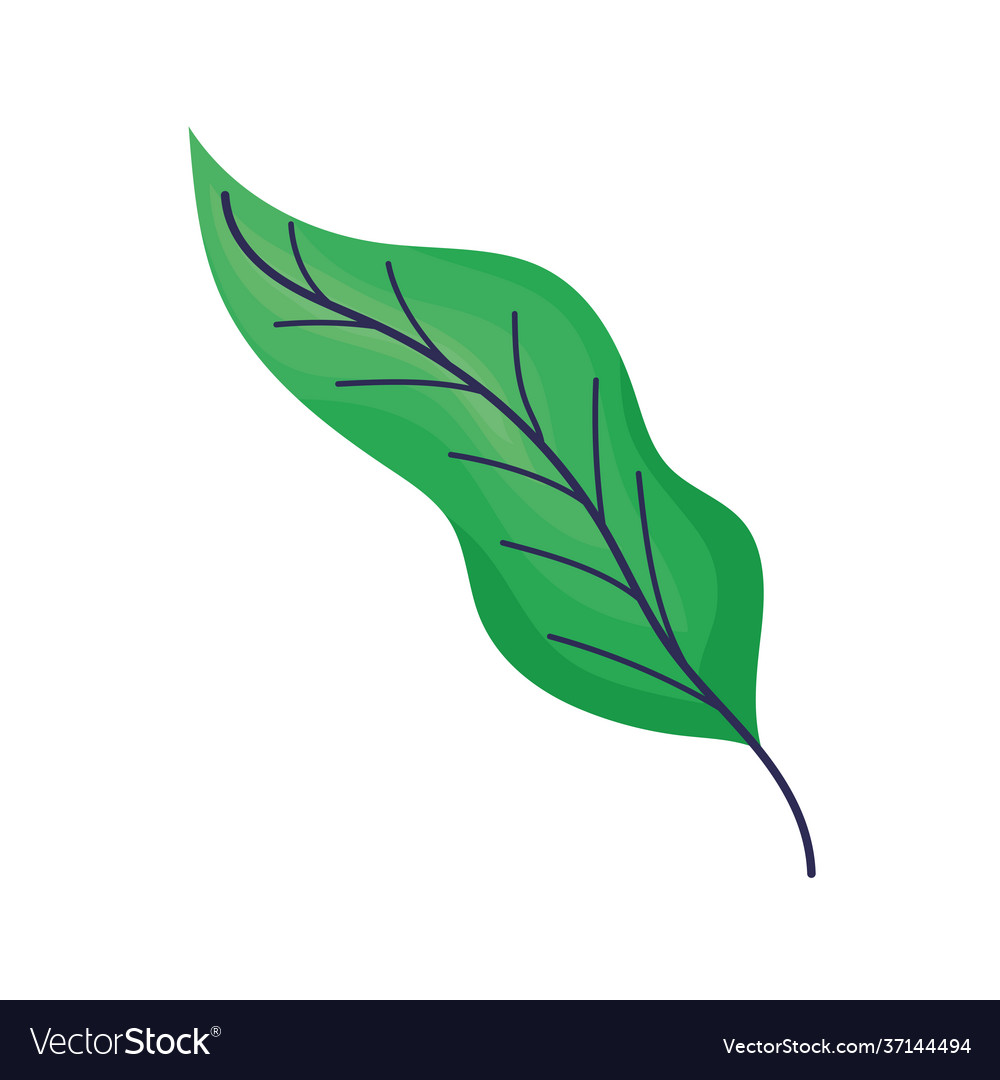 Green leaf isolated Royalty Free Vector Image - VectorStock