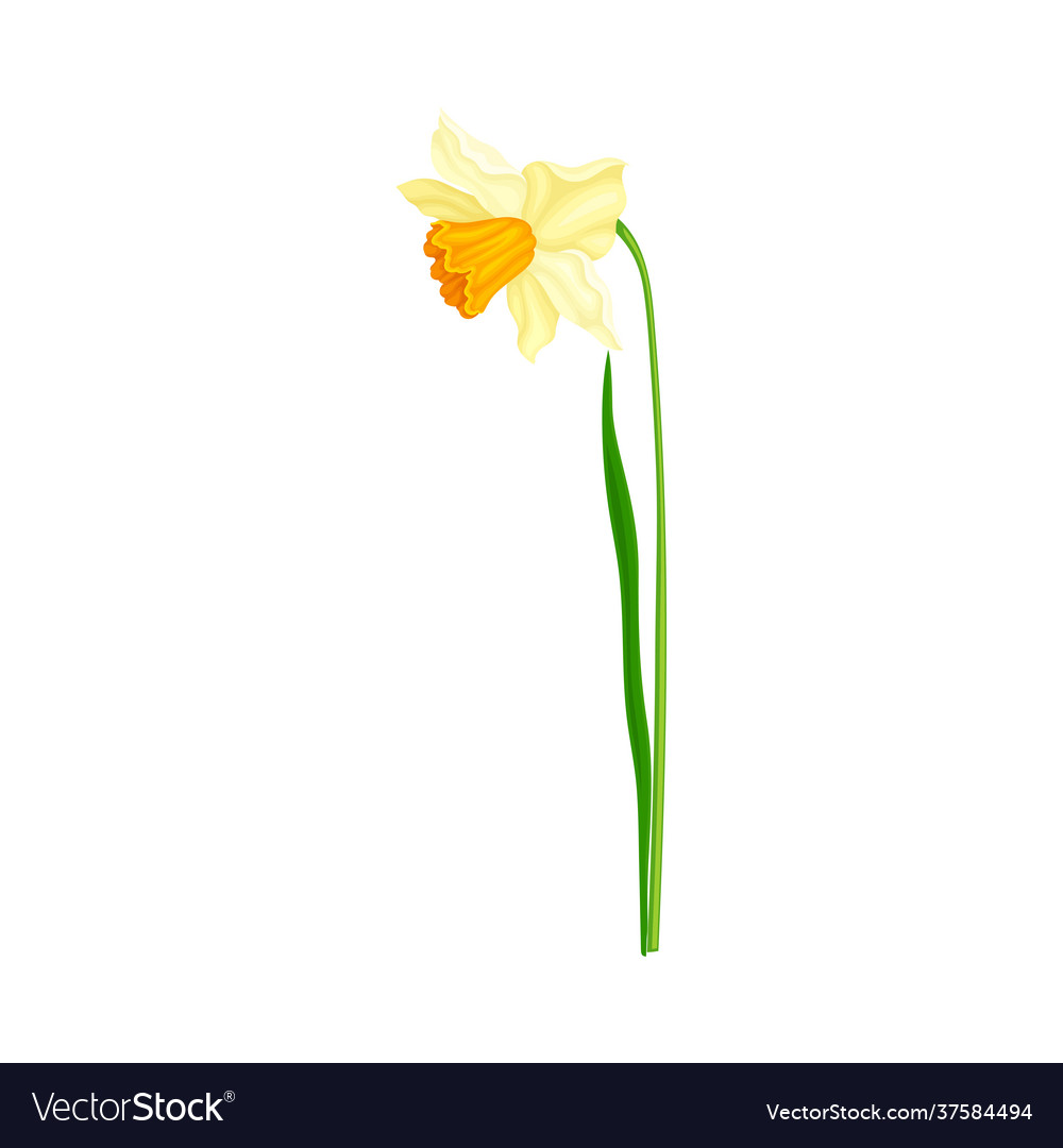 Narcissus als blühende ewige Pflanze