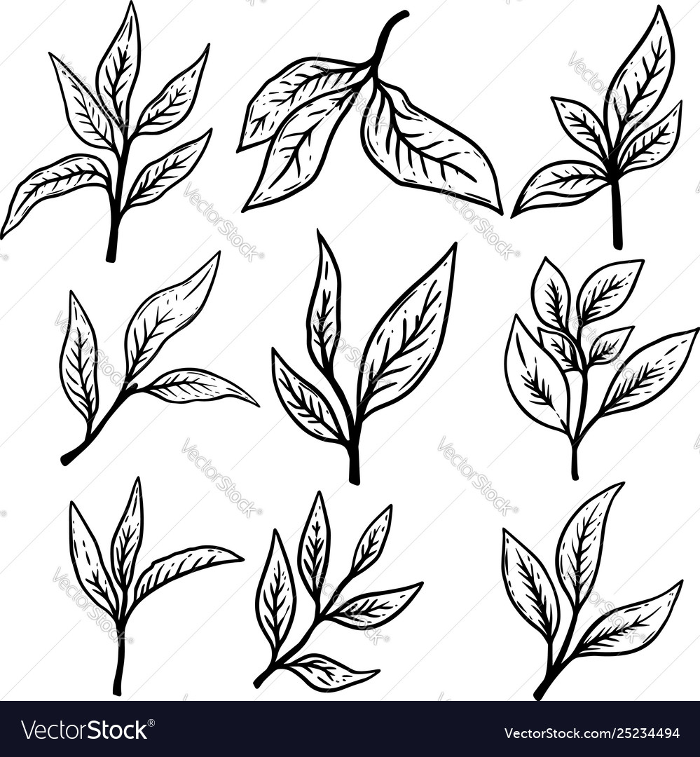 Set hand drawn tea leaves design element Vector Image