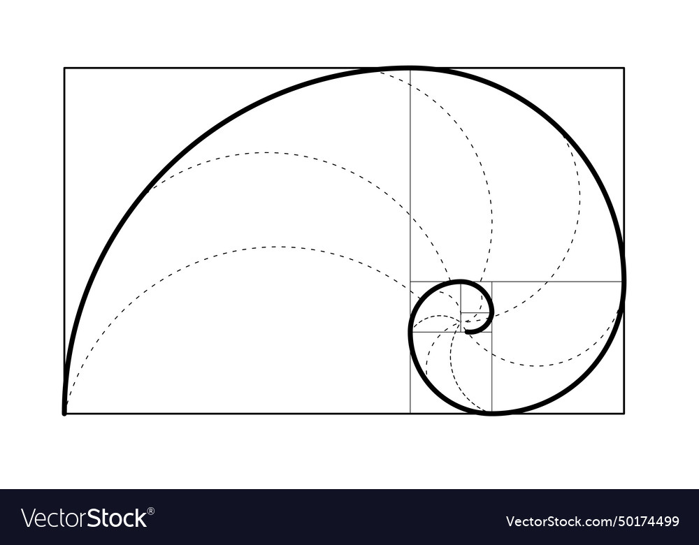 Golden spiral template ration Royalty Free Vector Image