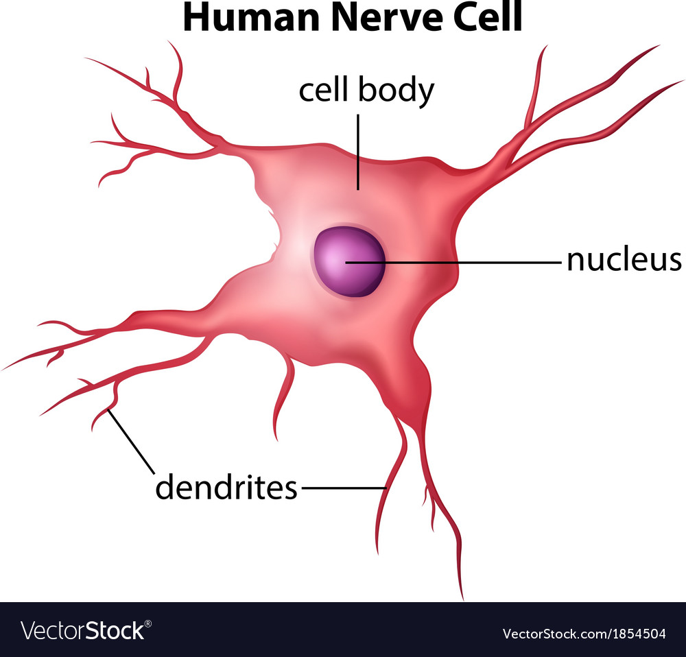 Where Are Nerve Cells Found In The Body