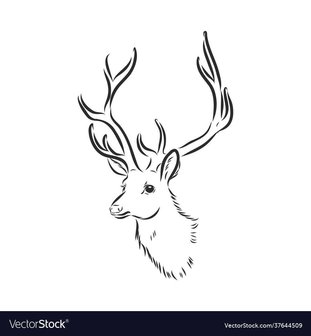 Deer - hand draw isolated on background Royalty Free Vector