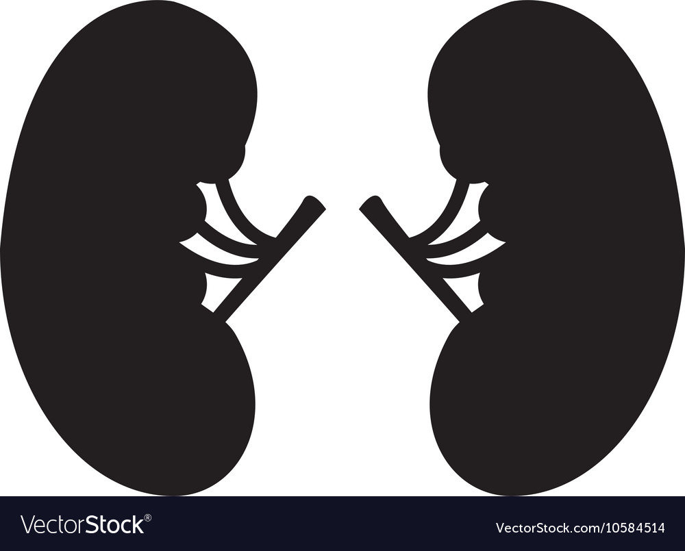 Kidney icon black