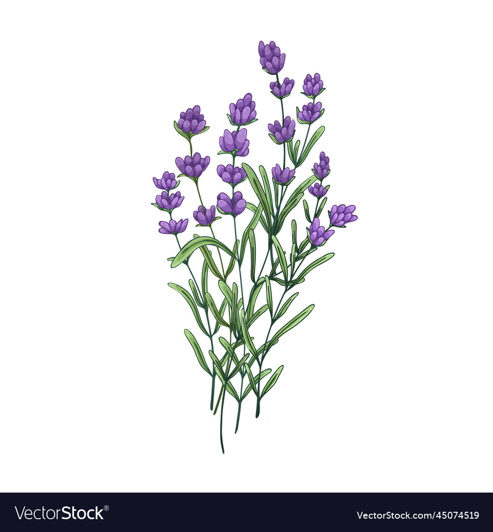 Lavender flower bunch field lavanda bouquet Vector Image