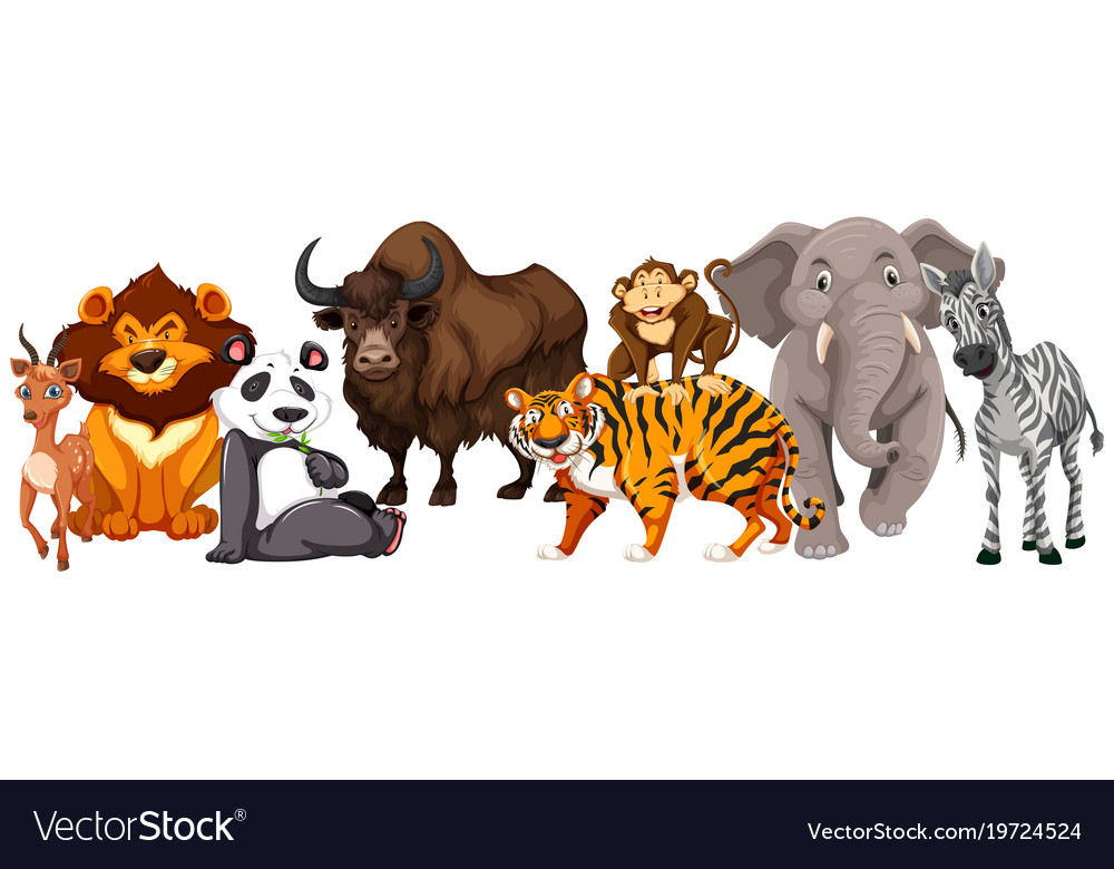 Different Kinds Animals On White Background Vector Image