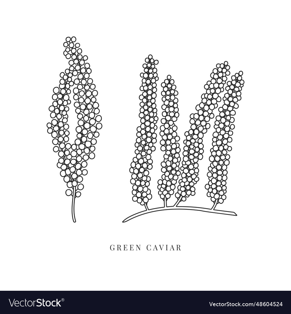 Hand drawn green caviar algae