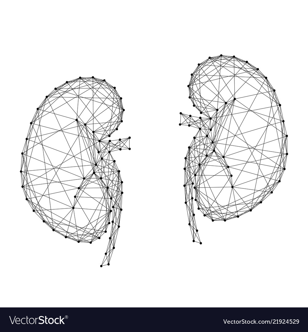 Kidneys of the human body from abstract