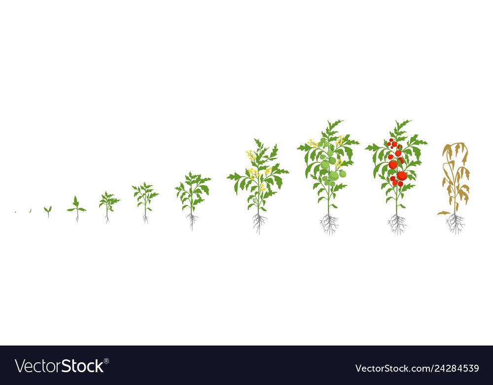 Growth stages of tomato plant Royalty Free Vector Image