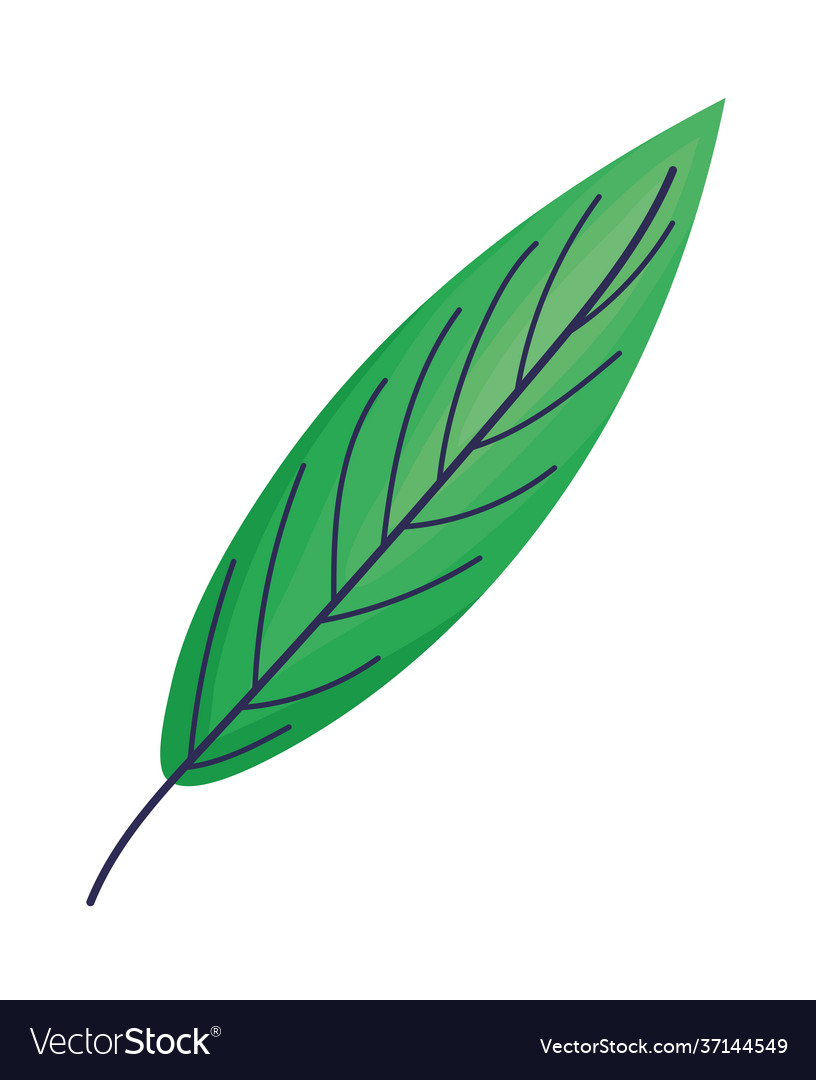 Cute green leaf Royalty Free Vector Image - VectorStock