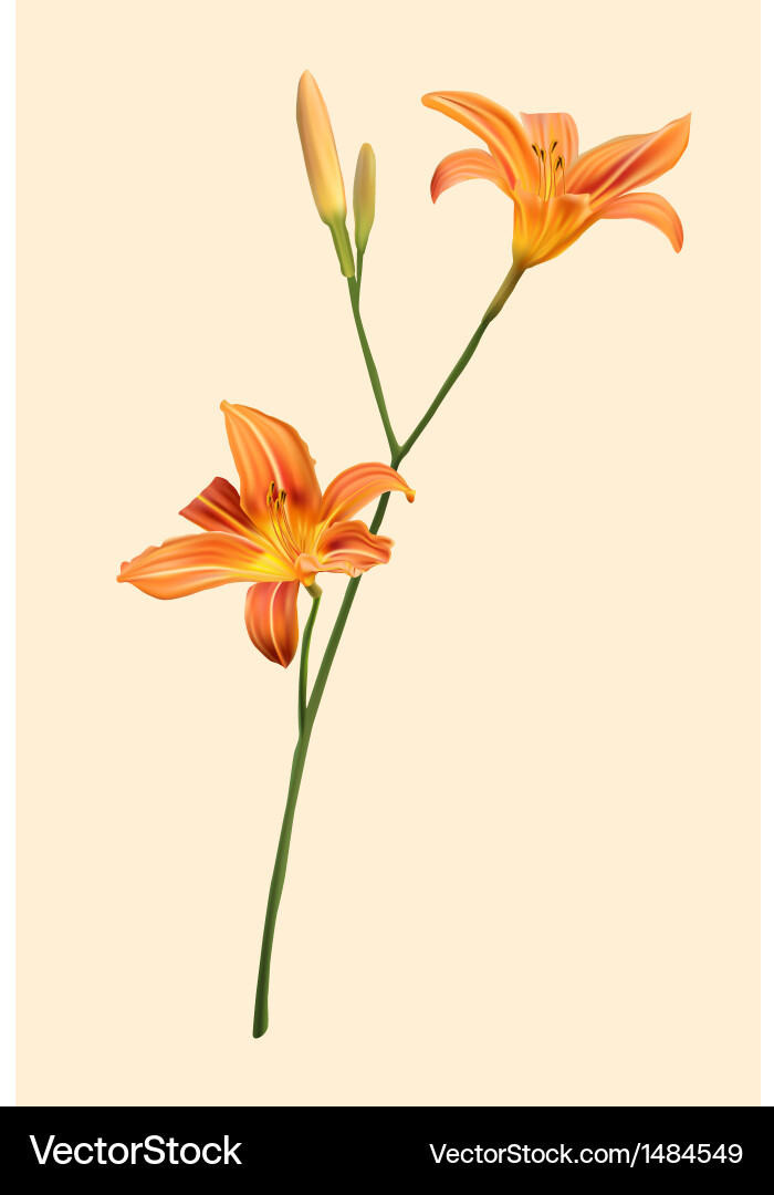 Orange lily Royalty Free Vector Image - VectorStock